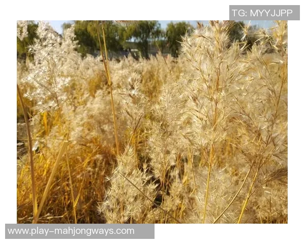 2026电竞新闻与刘芳畅聊王者荣耀的成长历程与职业生涯的点滴回忆